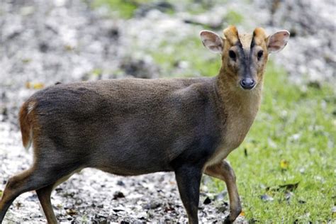 Can Muntjac cast and grow antlers anytime? - Shooting UK