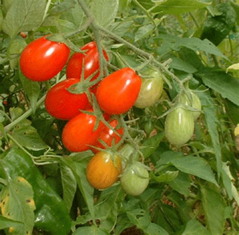 Cherry Roma Tomato Seeds | Terroir Seeds