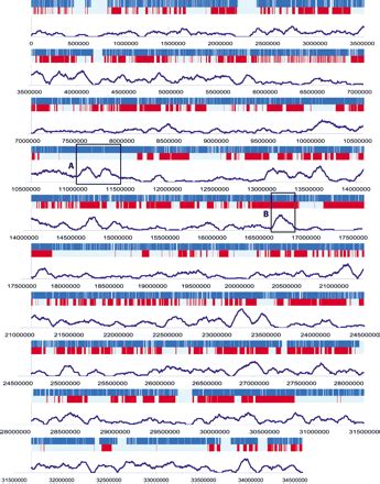 The transcriptional activity of human Chromosome 22