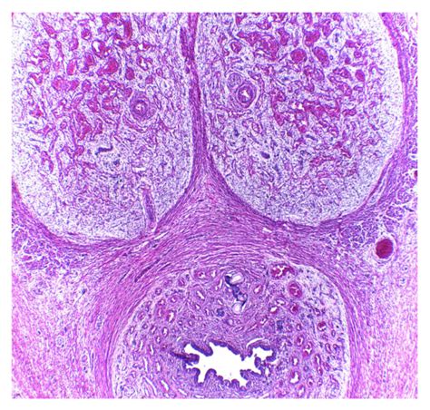 Penis Histology Diagram | Quizlet