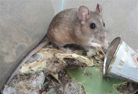 Pack Rat Removal in Tucson, AZ | Animal Experts Inc.