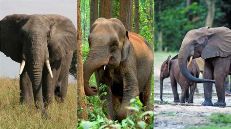 Elephant Facts, Types, Classification, Habitat, Diet,, 47% OFF