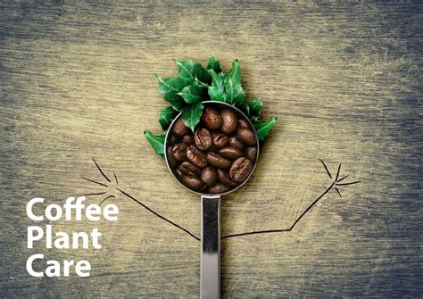 Coffee Plant Care - How to Grow Your Coffee Bean Plant Indoors