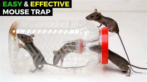 Best & Easy Humane Mouse Trap Jar/Bottle | Rat Trap Homemade | DIY Mouse Trap - YouTube