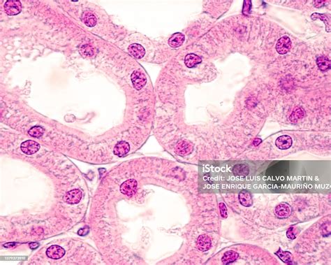 Kidney Proximal And Distal Convoluted Tubule Stock Photo - Download Image Now - Epithelium ...