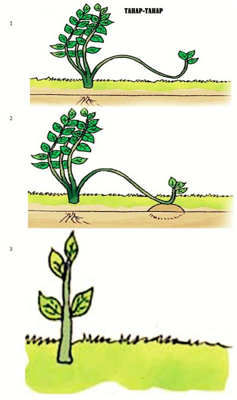 Jenis Tanaman Yang Dapat Dikembangbiakkan Dengan Cara Merunduk - Tumbuh Tumbuhan