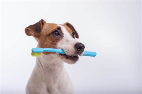 Best Dog Toothpaste: Top 7 Brands Most Recommended By Canine Experts