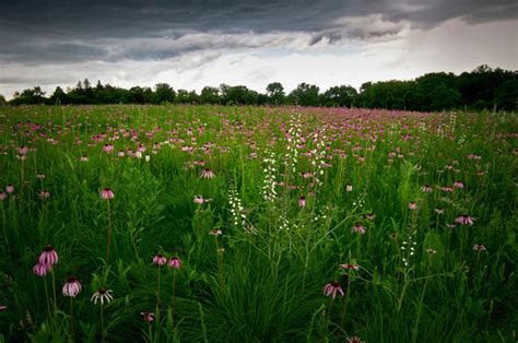 "Prairie Plants" Images – Browse 142 Stock Photos, Vectors, and Video | Adobe Stock