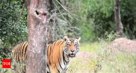 booking of Pilibhit Tiger Reserve rest houses: District Magistrate, forest officials at ...