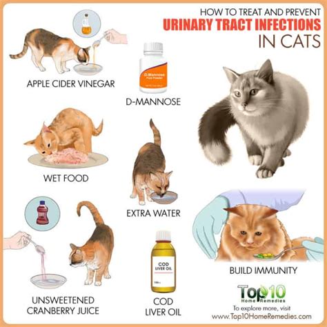 How to Treat and Prevent Urinary Tract Infections in Cats | Top 10 Home Remedies