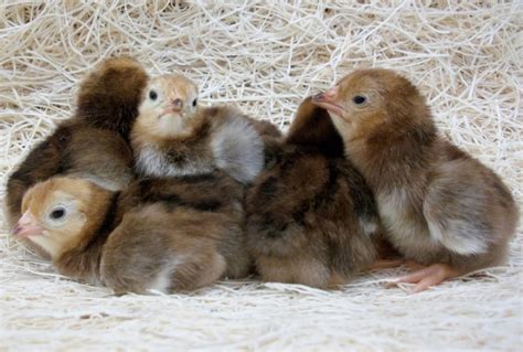 Rhode Island Red Bantam Baby Chicks | Chickens For Backyards