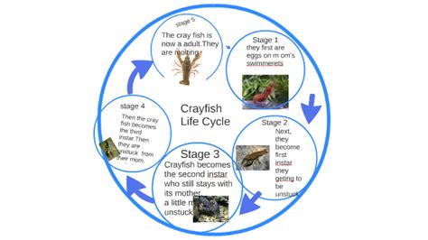 Crayfish life cycle by Heather Polen on Prezi