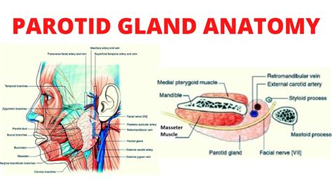 "Parotid Gland Anatomy" - YouTube