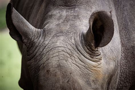 Premium Photo | Rhino skin, texture of rhino skin for background