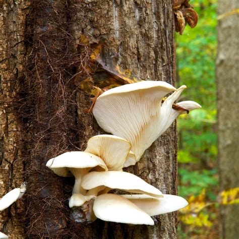 Oyster Mushroom: Identification, Foraging, and Cooking - Mushroom ...