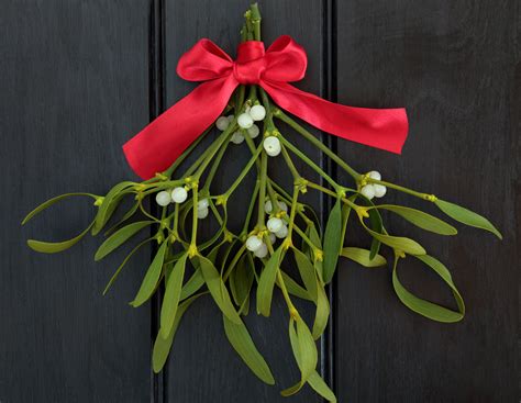 Mistletoe Meaning: It's More Than a Christmas Decoration on Whats-Your-Sign