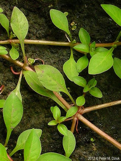 Ludwigia palustris (Water Purslane): Minnesota Wildflowers