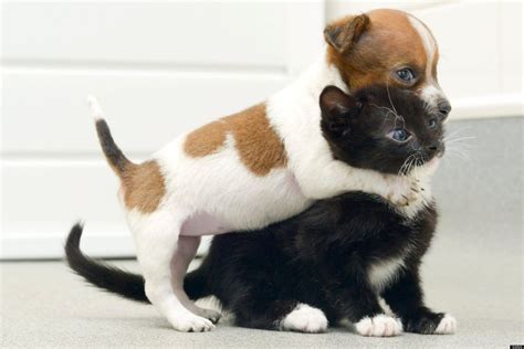 Puppy, Kitten Think They Are 'Sisters': Buttons The Jack Russell, Kitty The Cat Bond At Rescue ...