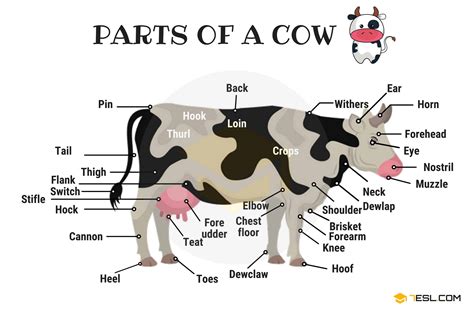 Label Parts Of A Cow Worksheet - All About Cow Photos