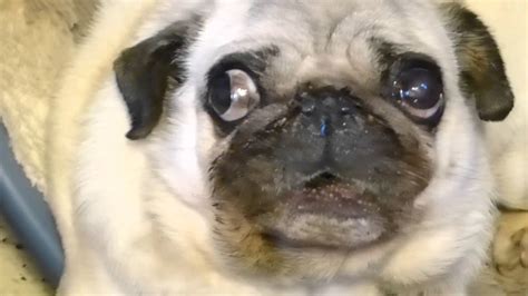 LOTTE IS VERY ANGRY ! FUNNY PUG VIDEOS - YouTube