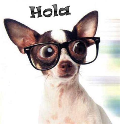 HOLA :) | Funny dog captions, Cute chihuahua, Chihuahua love