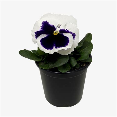 Viola Plant | Flowering Plant | Indoor Plant | Halaplants.ae