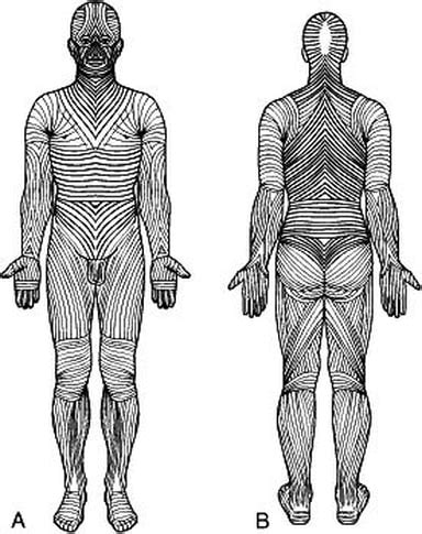 Langer's Lines of Cleavage and Fascial Adhesions