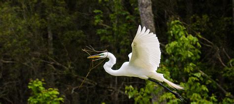 Nesting Egret Photograph by BG Flanders - Fine Art America