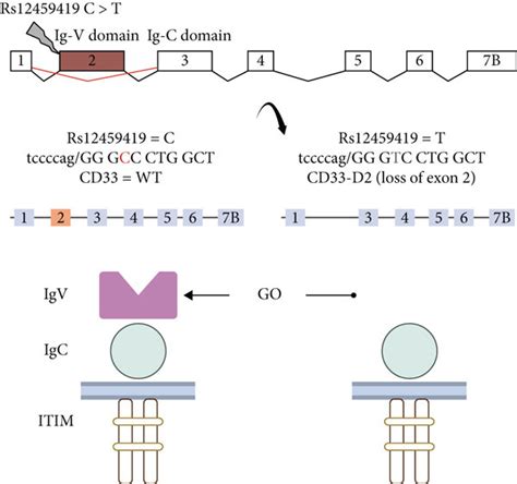 Mechanism of action of GO. Abbreviations: GO: gemtuzumab ozogamicin ...