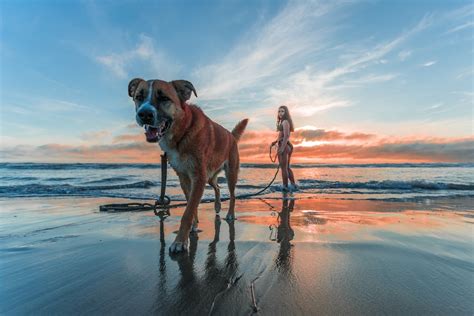 15 Fun Photoshoot Ideas With Dogs (+ 5 Must-Know Pro Tips)