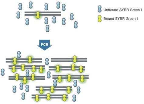 SYBR Green for qPCR | Bio-Rad