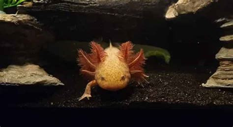 Axolotl Beginner Breeding Guide – Voyo Pets