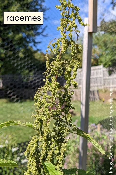 Nettle – Identification, Growing, Harvesting & Parts Used | Spiritual Binding Herbs