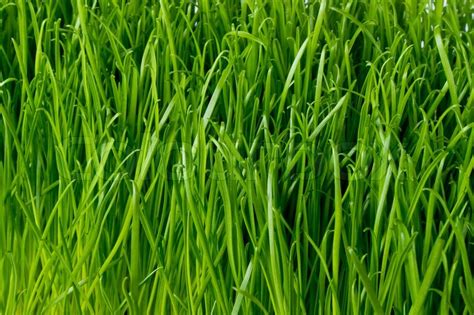 Close up of fresh spring grass | Stock image | Colourbox