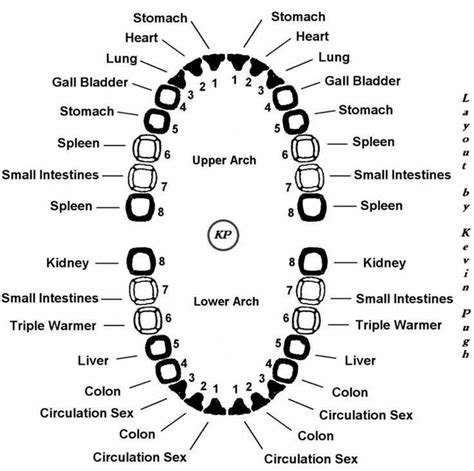 Pin on Anatomy diagrams