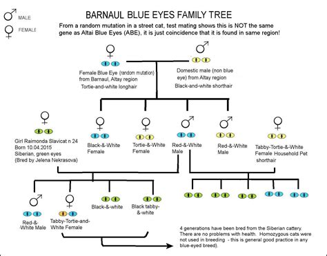 BLUE-EYED BREEDS / DOMINANT BLUE EYE (DBE)