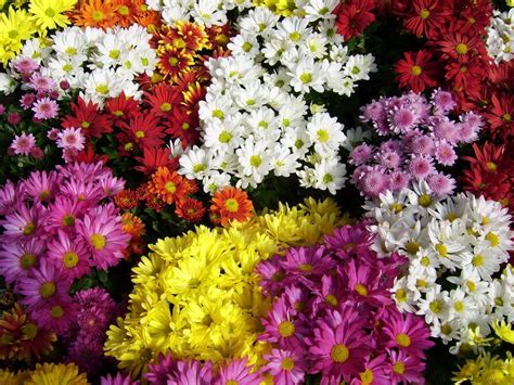 Chrysanthemum Wallpapers - Wallpaper Cave