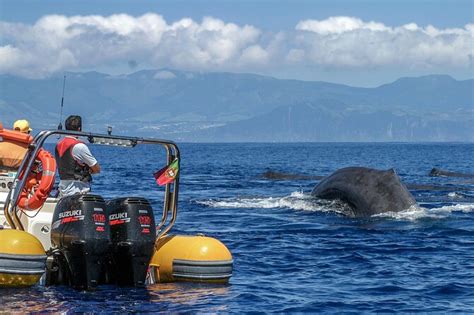 Azores Whale and Dolphin Watching Cruise 2024 - Ponta Delgada