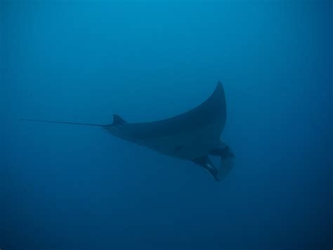 Free Images : sea, ocean, diving, underwater, stingray, thailand, vertebrate, divers, maldives ...