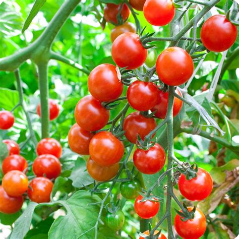 Sweetie - Cherry Tomato Seeds - Heirloom Untreated NON-GMO From Canada