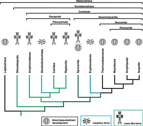 Overview of malacostracan phylogeny. Simplified representation of... | Download Scientific Diagram