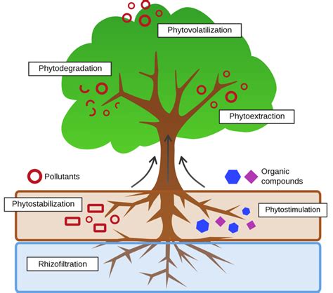 #FBF: Panel Session "Environmental Healing through Phytoremediation ...