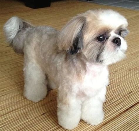 Teddy Bear Traditional Shih Tzu Haircuts – PINMOMSTUFF