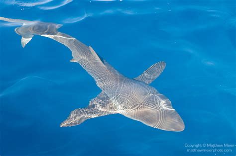 silky-shark-photo-009131.jpg | Matthew Meier Photography