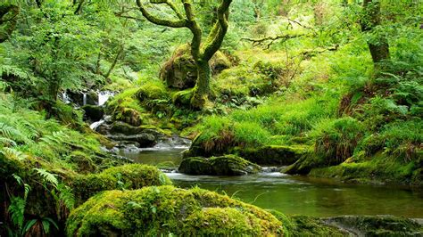 Temperate Rainforest in the UK - Woodland Trust