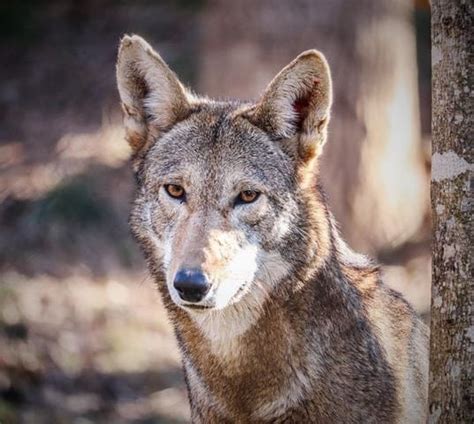 Wolf Howl - WNC Nature Center