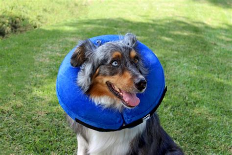 The Truth About Inflatable Collars | Do They Work? – KVP International, Inc.