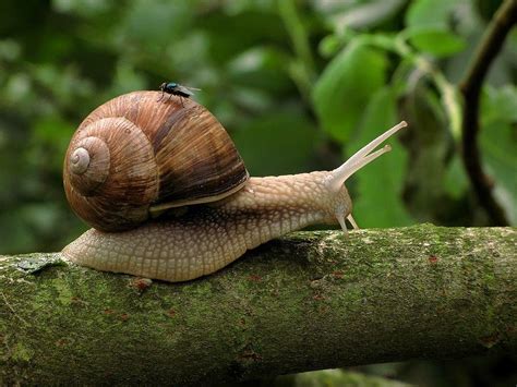 Helix pomatia by Volker Müller / 500px