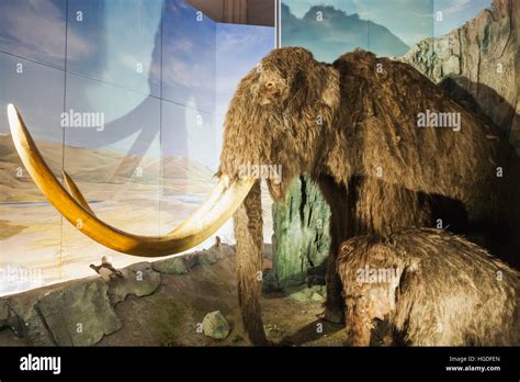 Wales, Cardiff, National Museum Cardiff, Woolly Mammoth Stock Photo - Alamy