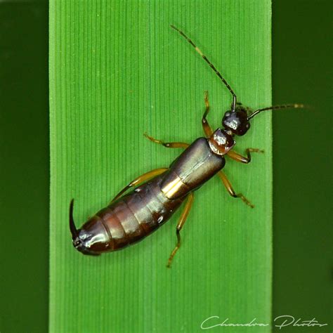 Tomcat Insect, FREE Stock Photo: Rove Beetle on Grass Leaf, Macro Photo, Royalty-Free Insect ...